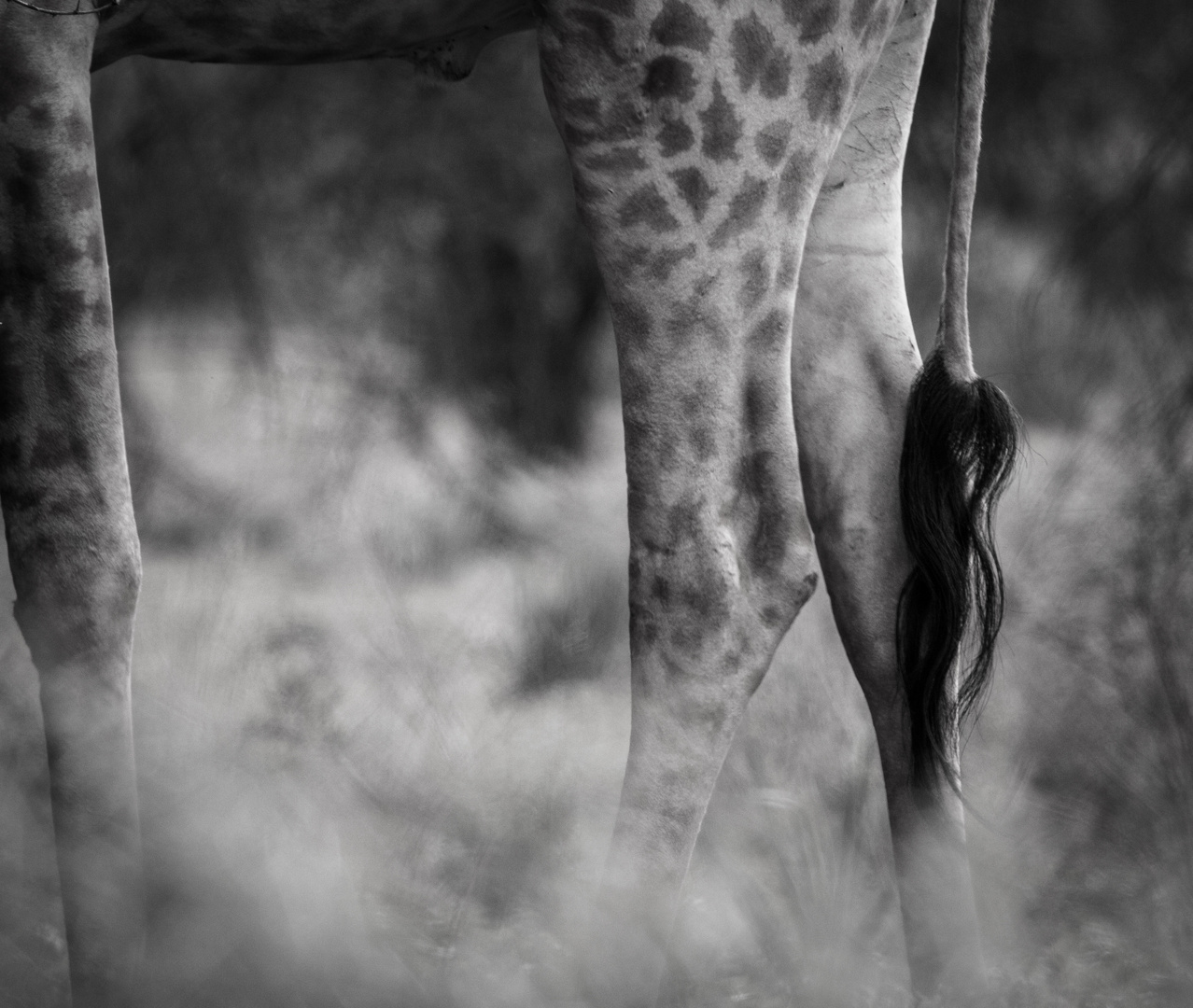 Namibia Giraffe 