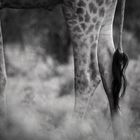 Namibia Giraffe 