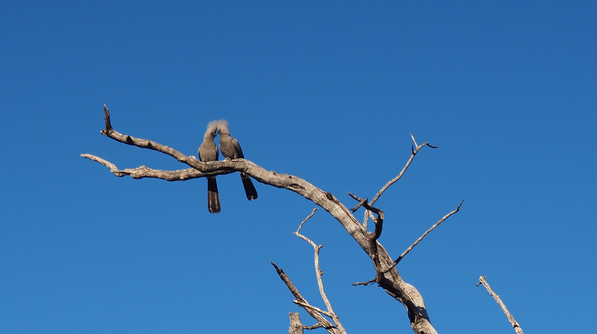 Namibia Graulärmvogel Etocha Nationalpark