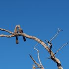 Namibia Graulärmvogel Etocha Nationalpark