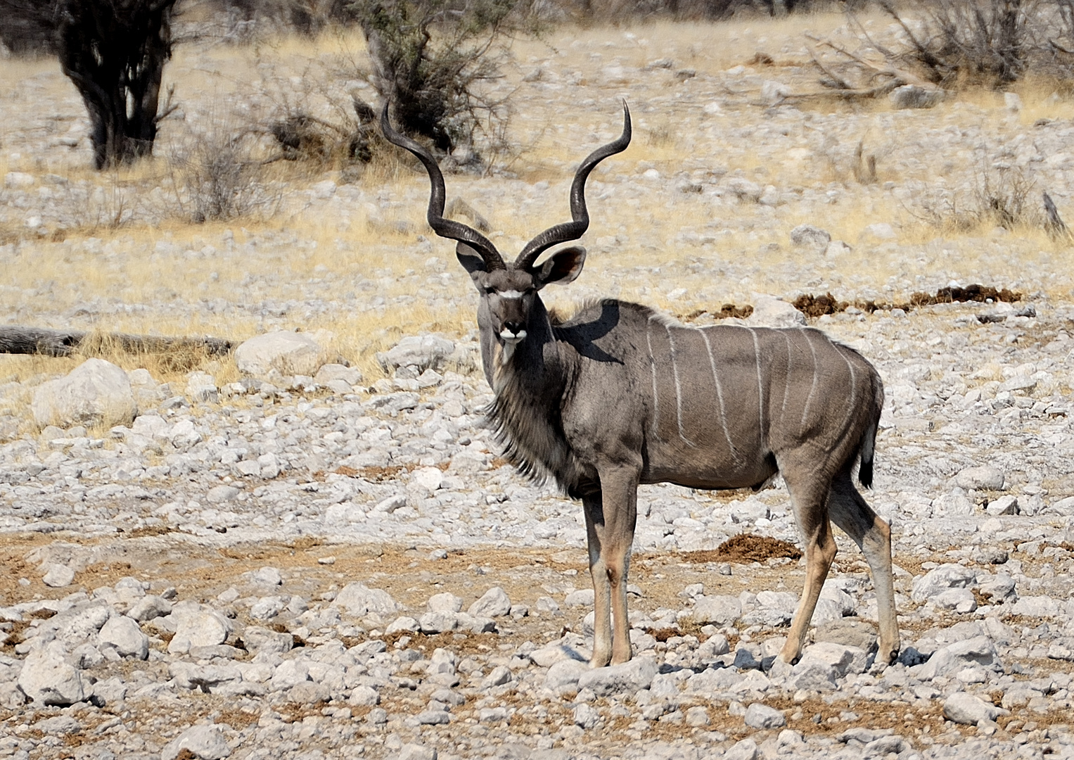 Namibia - Großer Kudu-Bock