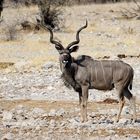 Namibia - Großer Kudu-Bock