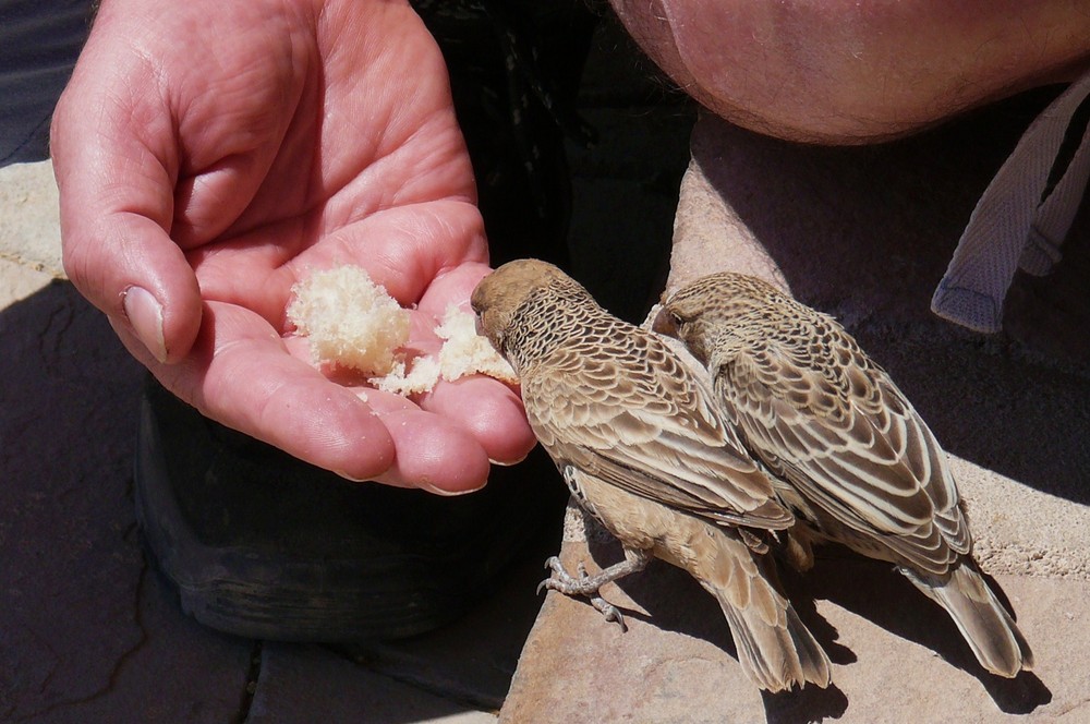 Namibia - Hier fressen die Vögel noch aus der Hand