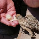 Namibia - Hier fressen die Vögel noch aus der Hand
