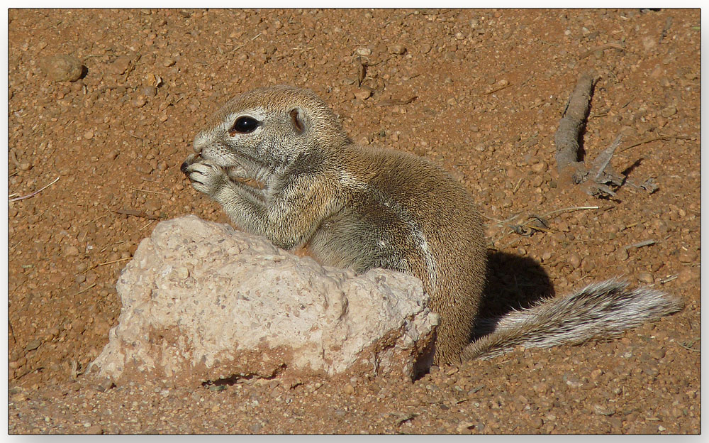 Namibia - Hörnchen für Monika