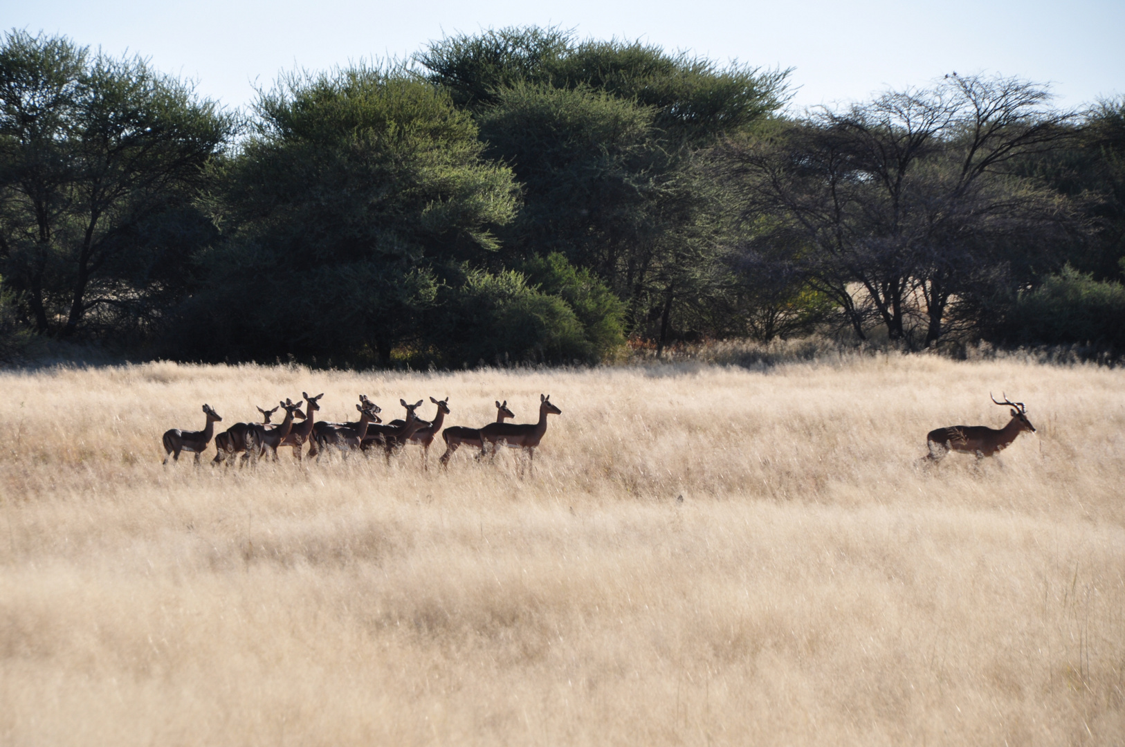 Namibia - Im Busch