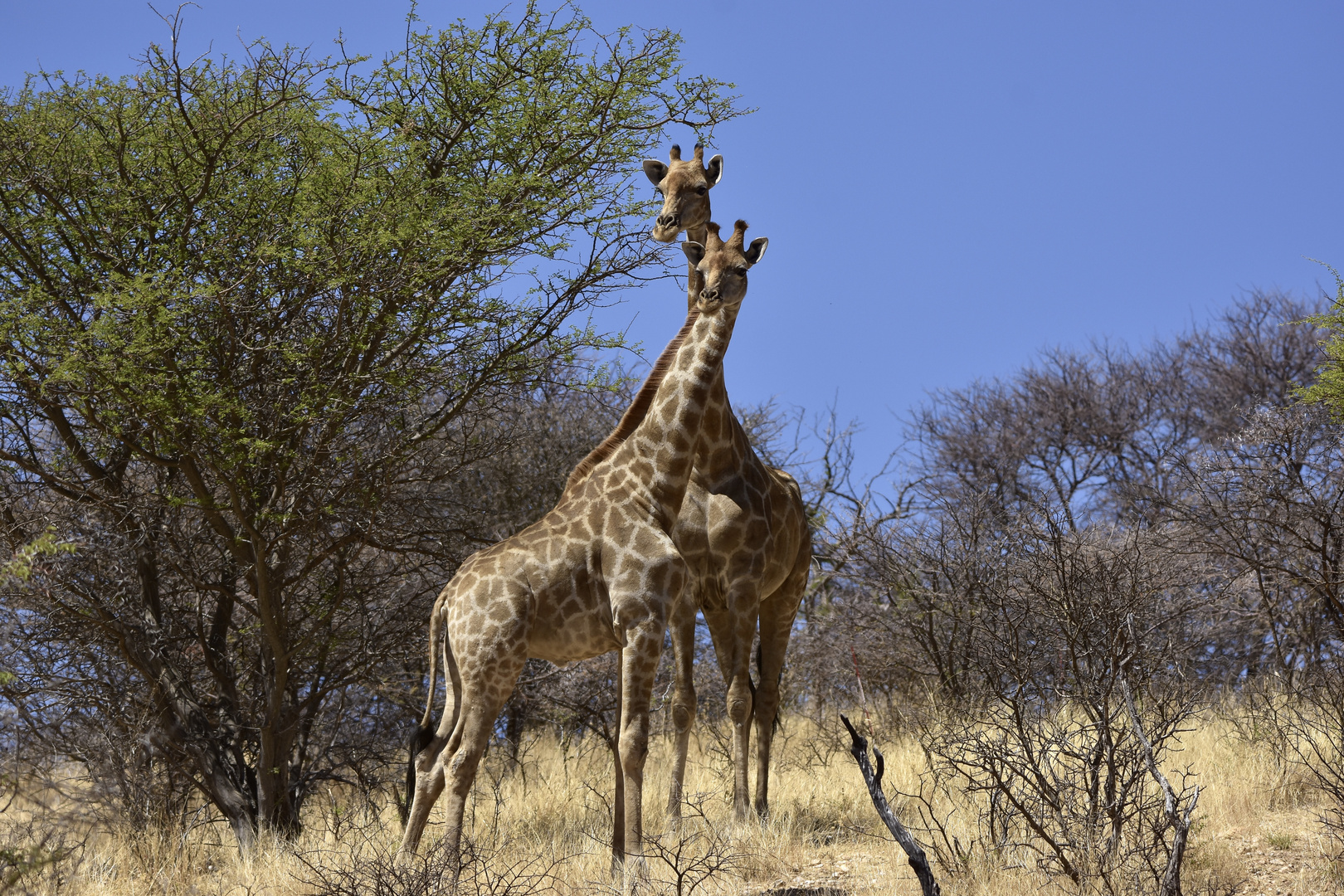 Namibia im daan viljoen park