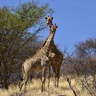 Namibia im daan viljoen park