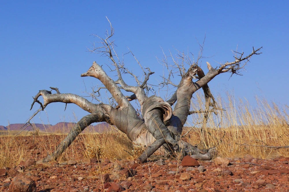 Namibia - Im Damaraland