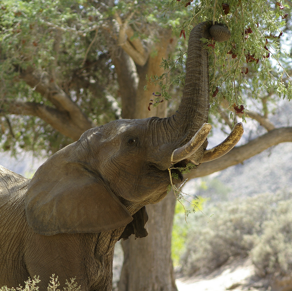 NAMIBIA im Ganamub