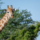 Namibia in der Regenzeit - die Natur und die Tiere leben auf