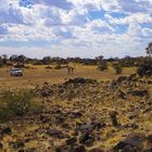 Namibia - Keetmanshoop; Köcherbaumwald auf dem Gelände einer priv. Farm