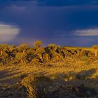 Namibia - Keetmanshoop; Köcherbaumwald, die Sonne im Rücken