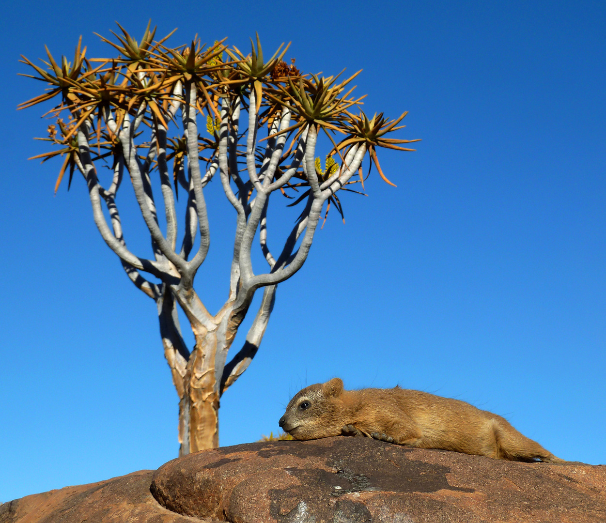 Namibia - Klippschliefer beim Sonnenbaden