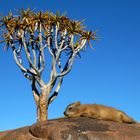 Namibia - Klippschliefer beim Sonnenbaden