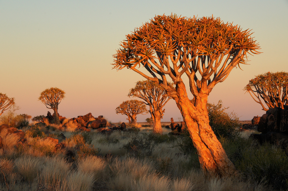 Namibia: Köcherbäume