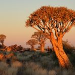 Namibia: Köcherbäume