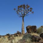 Namibia - Köcherbaum