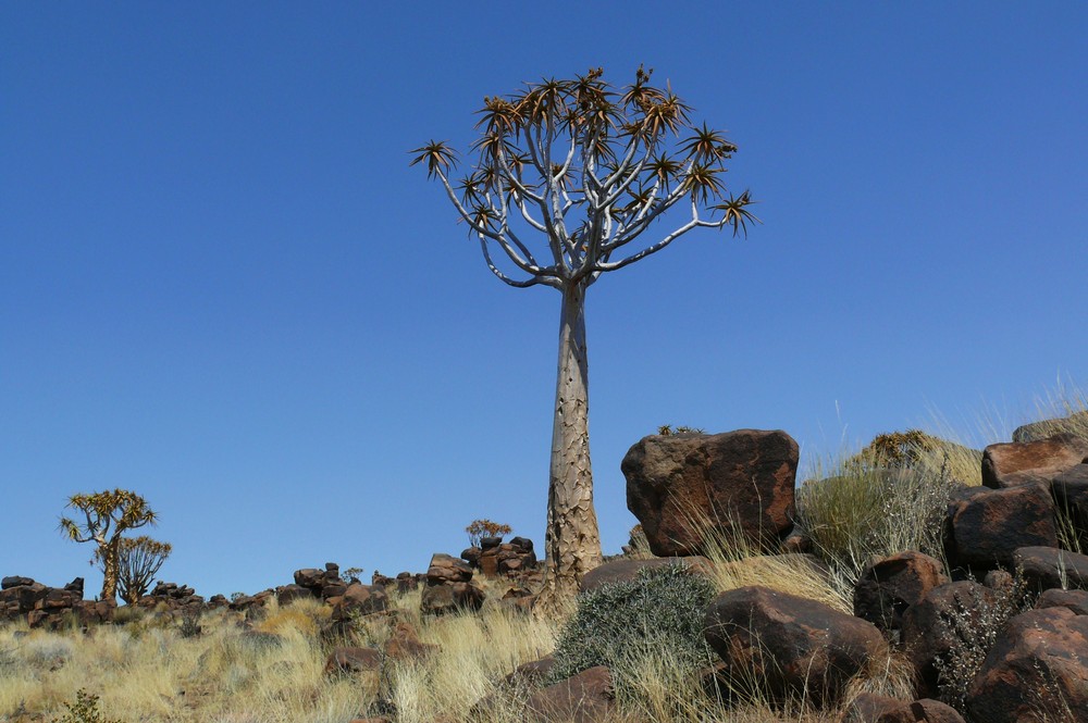 Namibia - Köcherbaum