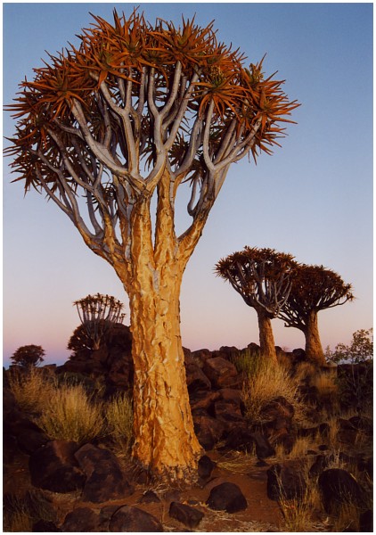 Namibia: Köcherbaumwald