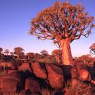 NAMIBIA: Köcherbaumwald in abendlichem Licht