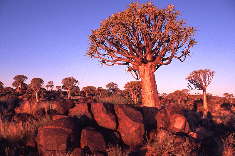 NAMIBIA: Köcherbaumwald in abendlichem Licht