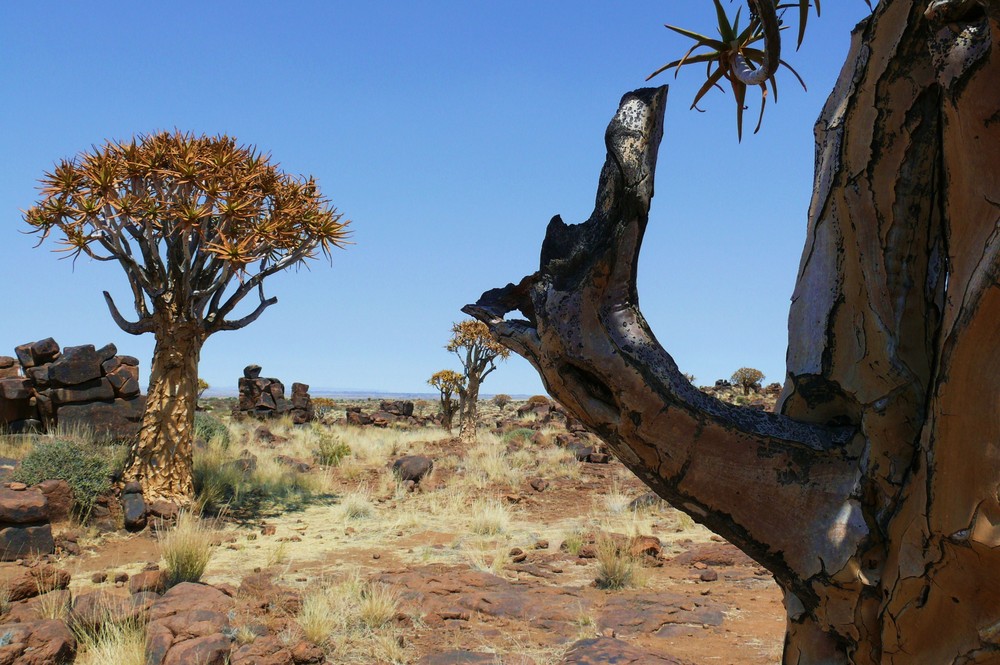 Namibia - Köcherwald (2)