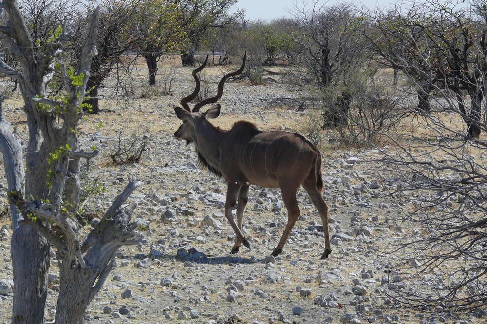 Namibia - Kudu