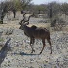 Namibia - Kudu