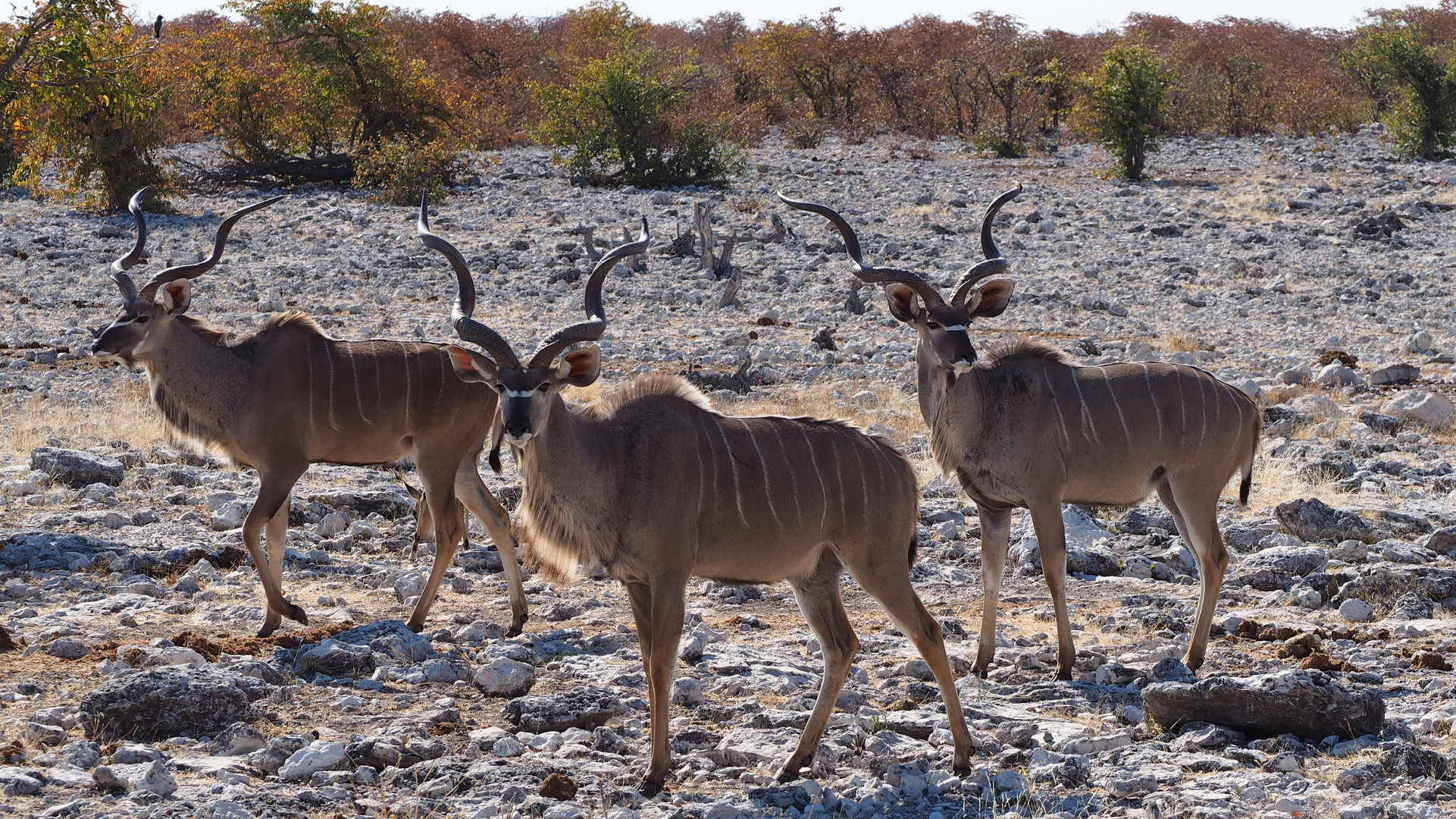 Namibia Kudu Etocha Nationalpark