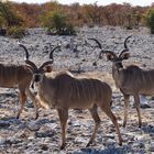 Namibia Kudu Etocha Nationalpark