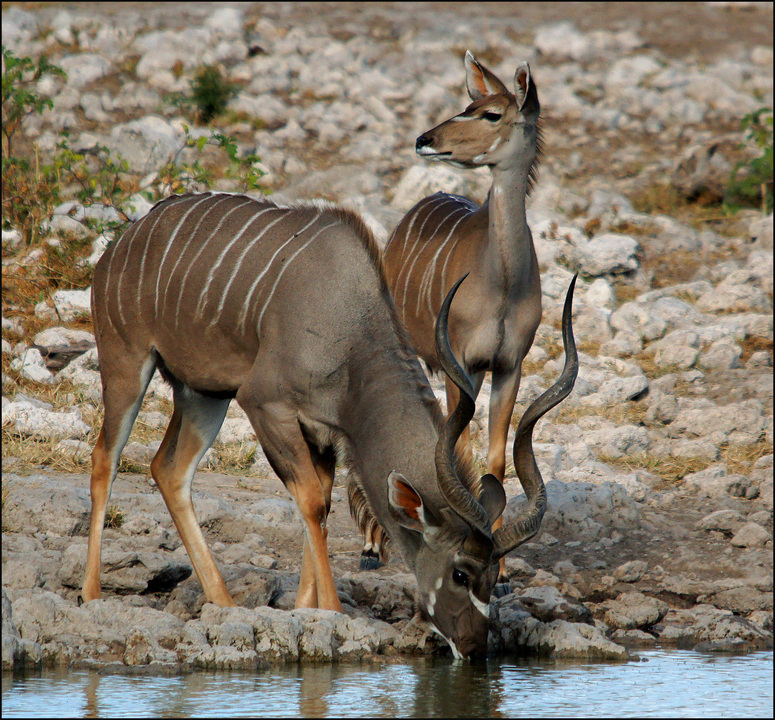 Namibia: Kudus am Wasserloch