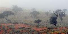 Namibia-Landschaft im Nebel