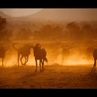 Namibia LI - Blue Wildebeest