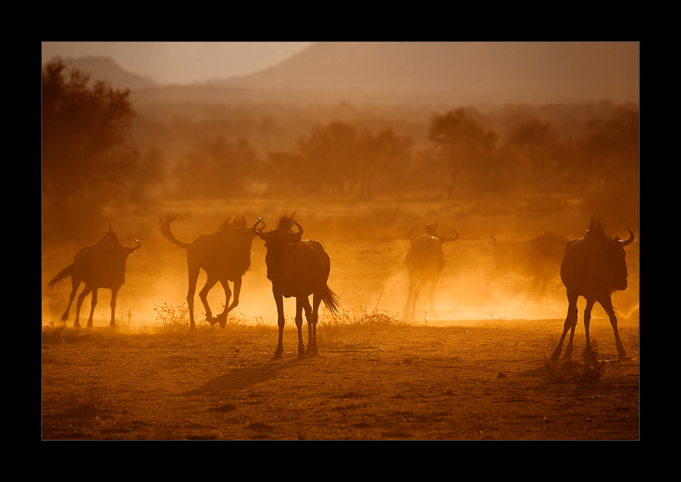 Namibia LI - Blue Wildebeest