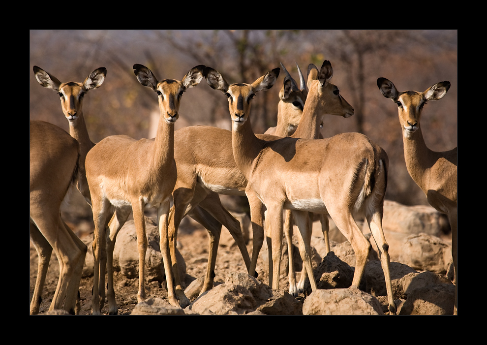 Namibia LIII - AUGEN GERADEAUS !!!