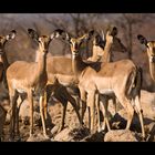 Namibia LIII - AUGEN GERADEAUS !!!