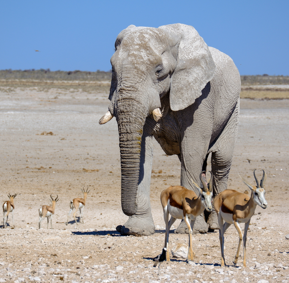 Namibia -Live 