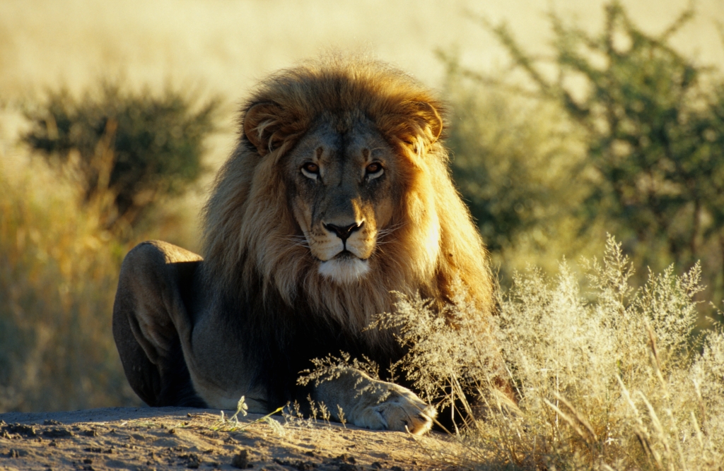 Namibia Löwe