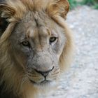 Namibia-Löwe im Basler Zoo