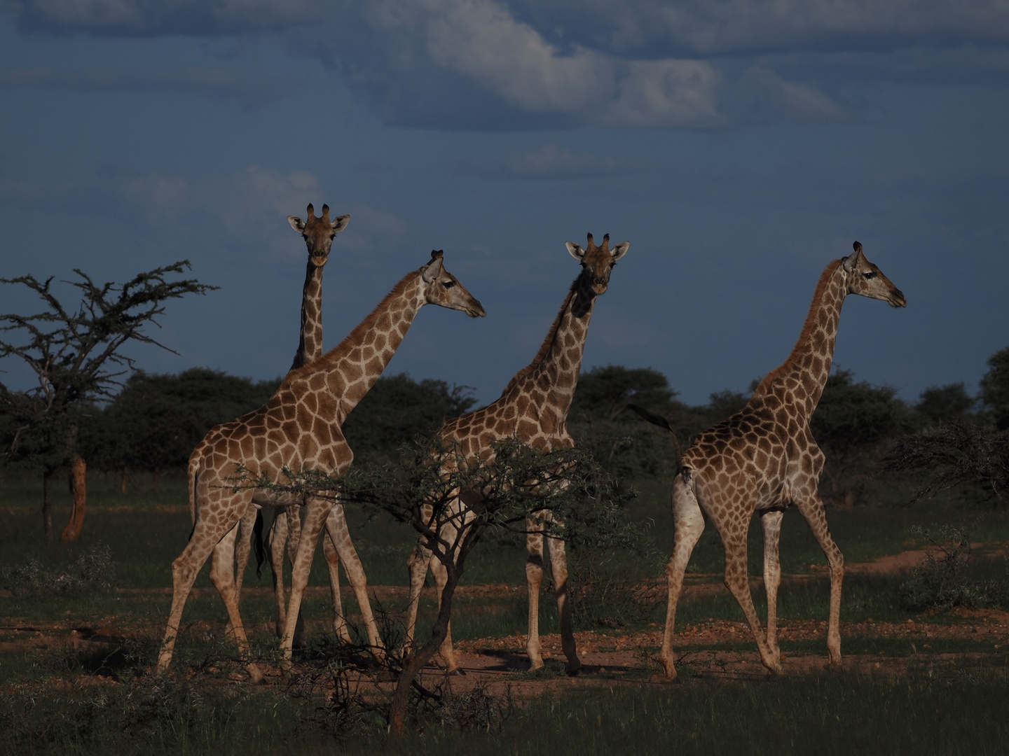 Namibia - Mout Etjo