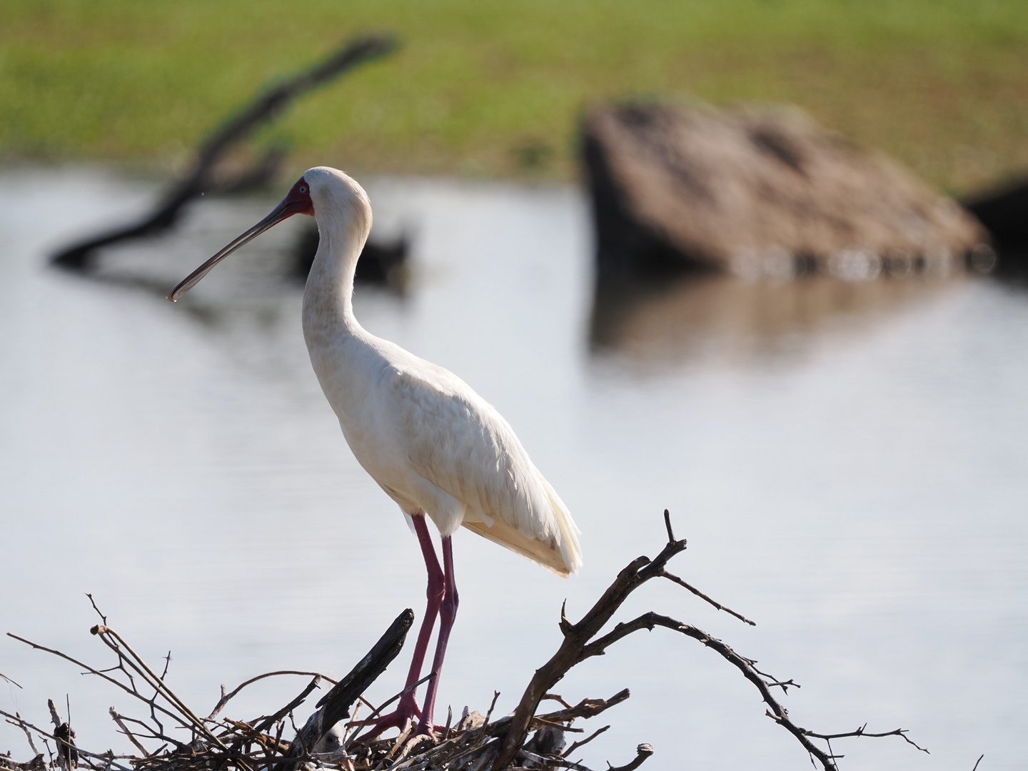 Namibia - Mout Etjo