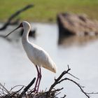 Namibia - Mout Etjo