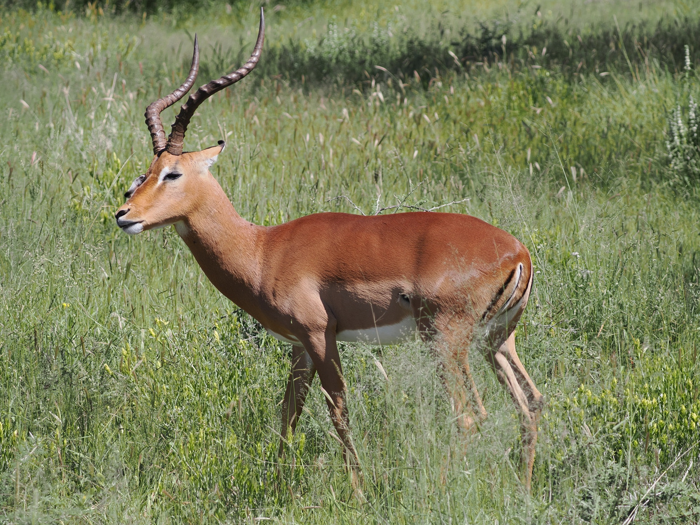 Namibia - Mout Etjo