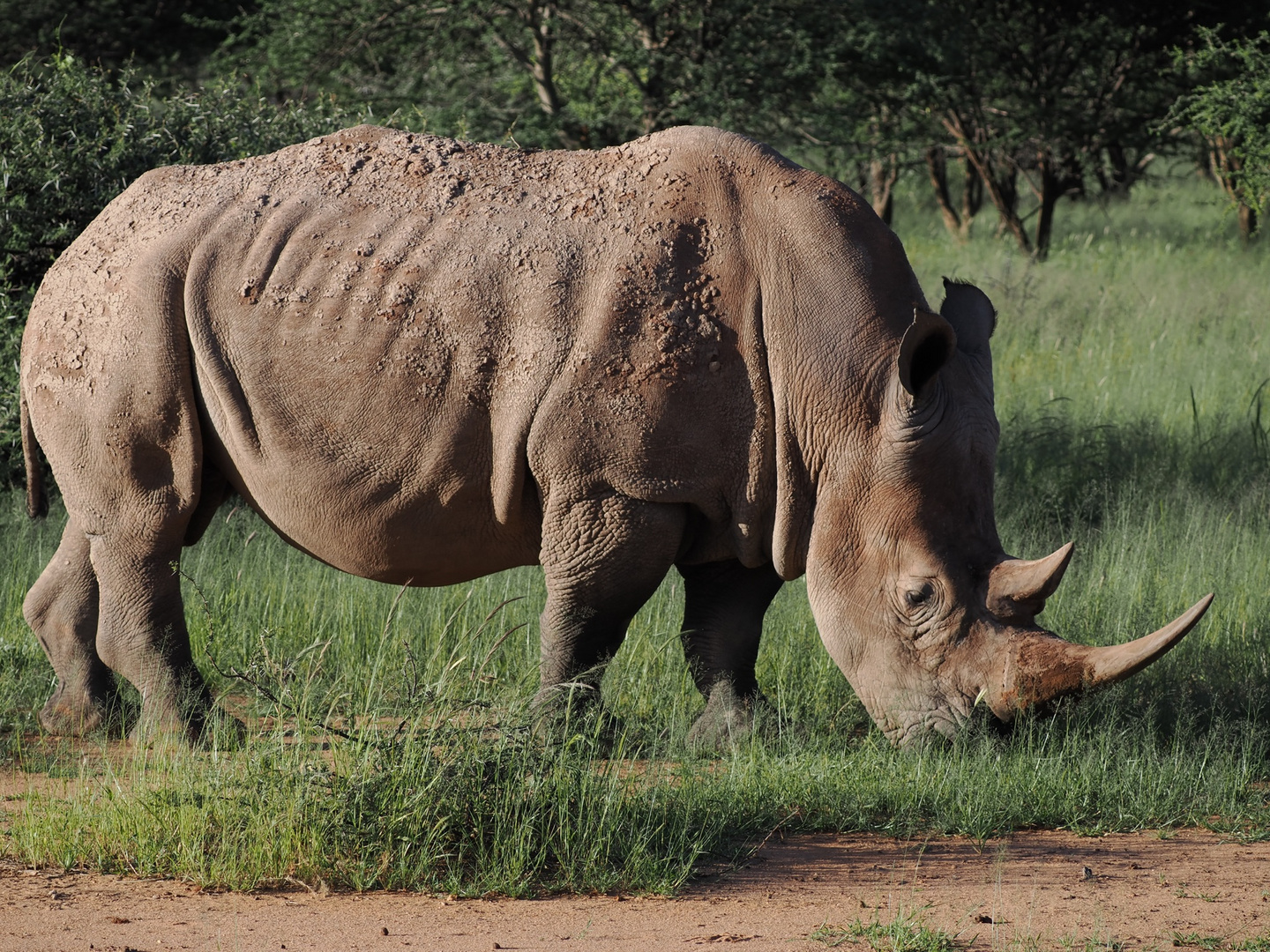 Namibia - Mout Etjo