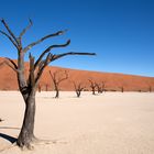 Namibia - Namib Naukluft Park Sossusvlei