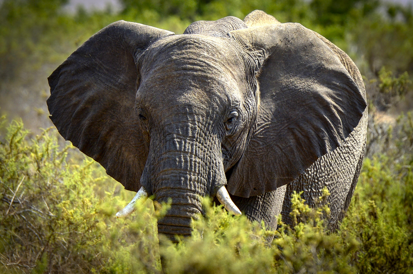Namibia Oktober 2013 (Damaraland) Wüsten-Elefant Foto & Bild | tiere