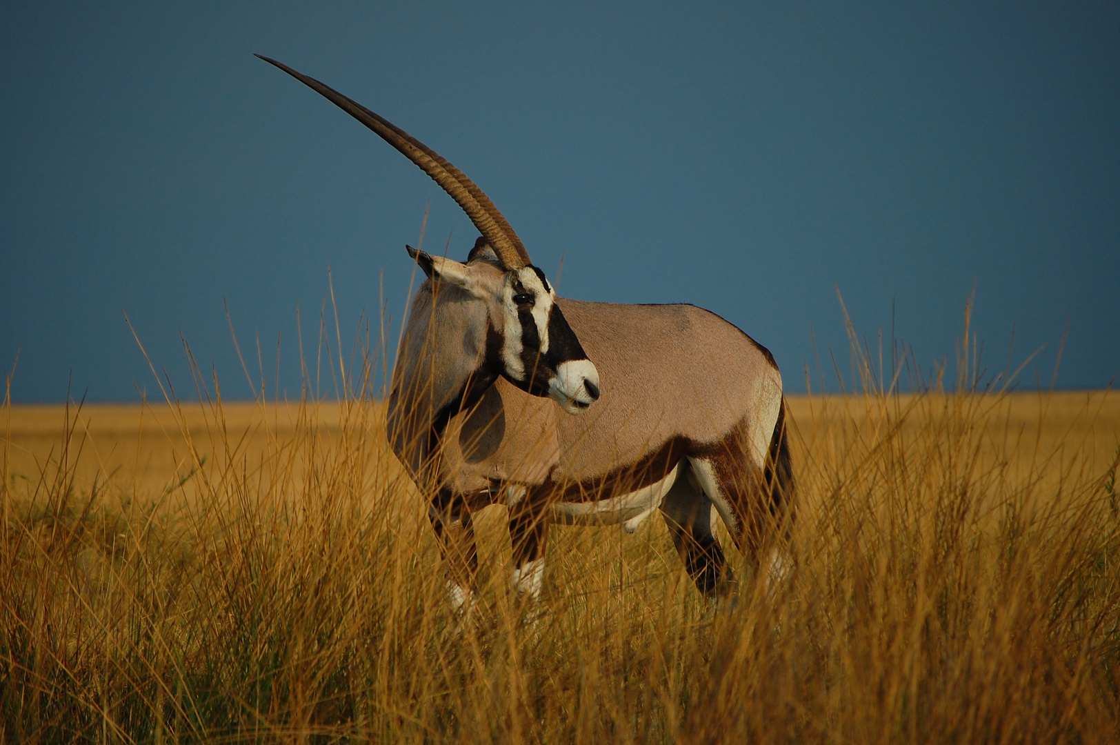 Namibia - Oryx