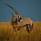 Namibia - Oryx