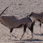 Namibia Oryx Etocha Nationalpark
